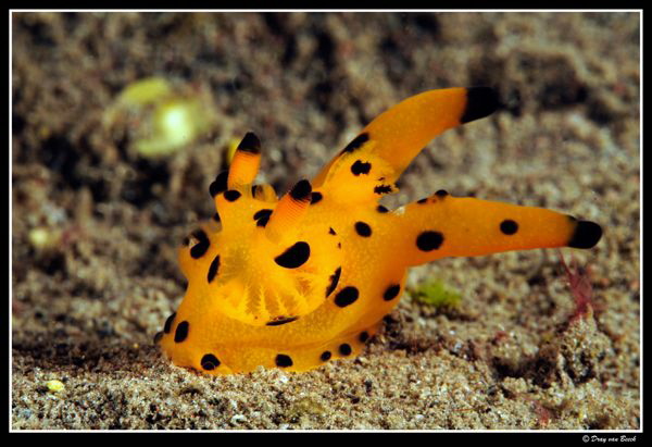 nudi ...1 by Dray Van Beeck 