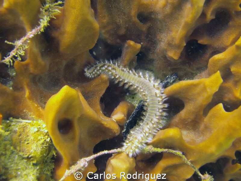 Fire Worm 2 @ Crash Boat Beach, Aguadilla, P.R. by Carlos Rodriguez 