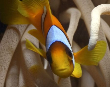 curious clown fish, red sea, EOS Digital Rebel, Ikelite S... by Lorenz Pelzer 