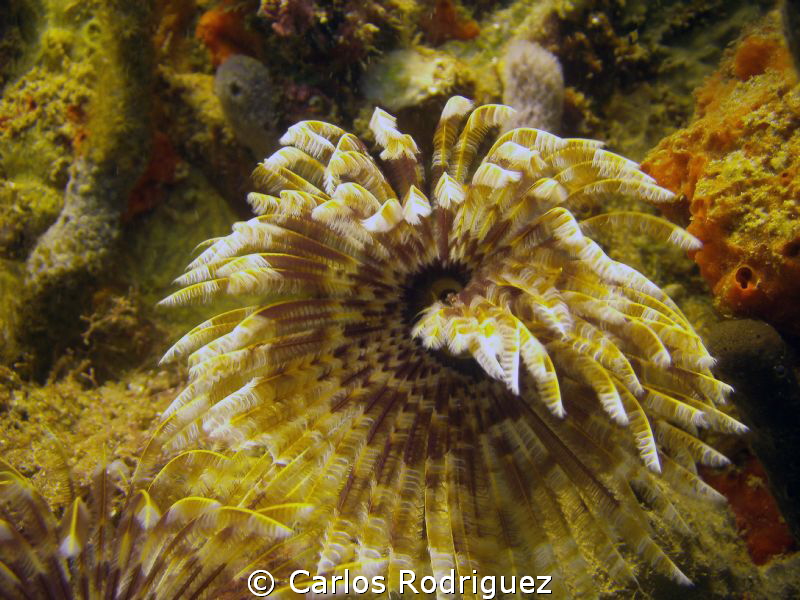 Social Feather Duster @ Crash Boat Beach, Aguadilla, P.R.... by Carlos Rodriguez 
