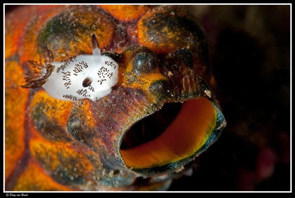 juvenile Jorunna on sea squirt... by Dray Van Beeck 