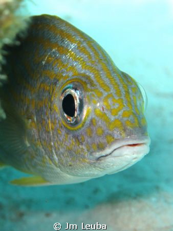 Nice fish in Bonaire by Jm Leuba 
