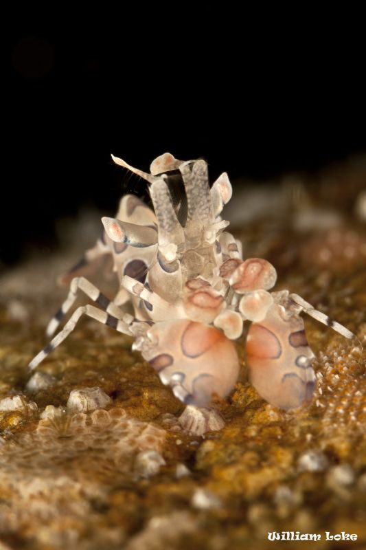 Pale looking juvenile Harlequin Shrimp by William Loke 