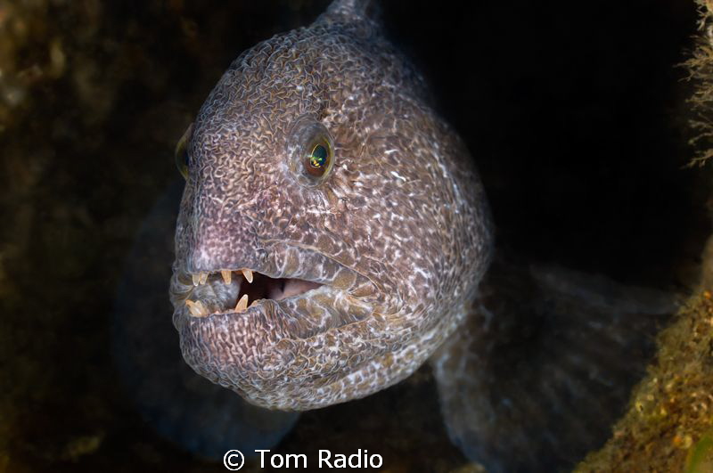 Wolf Eel by Tom Radio 