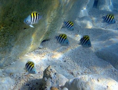 Always One in Every Bunch. Taken while snorkling at Atlan... by Marshall Karp 