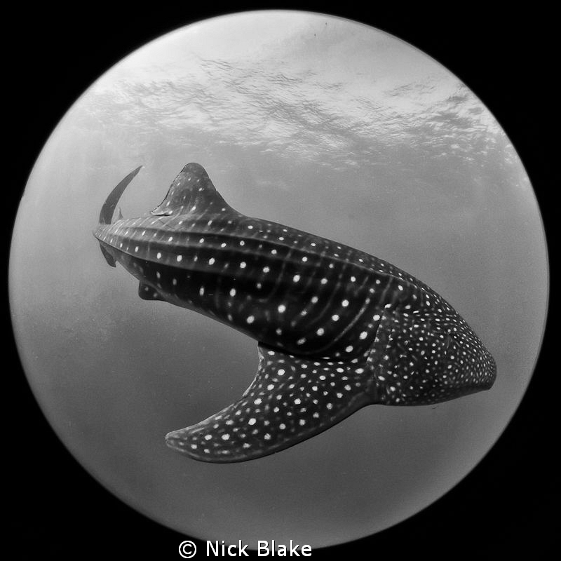 Whaleshark, Djibouti taken with a Sigma circular fish eye... by Nick Blake 