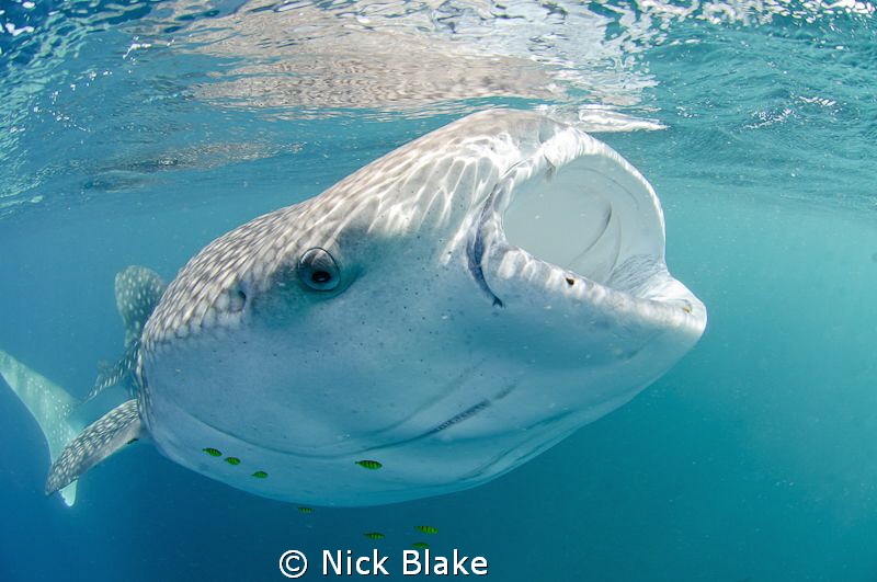 A rather unusual looking whaleshark as a result of the di... by Nick Blake 