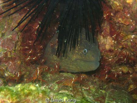 Taken off the shores of Catalina Island, CA in the Pacifi... by David Long 