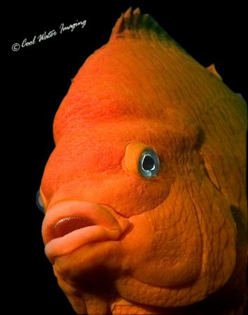 Garabaldi; Santa Cruz Island, Calif.
California State Ma... by Frank M Virga 