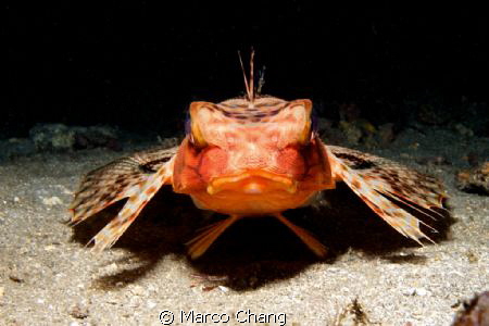 dormancy by Marco Chang 