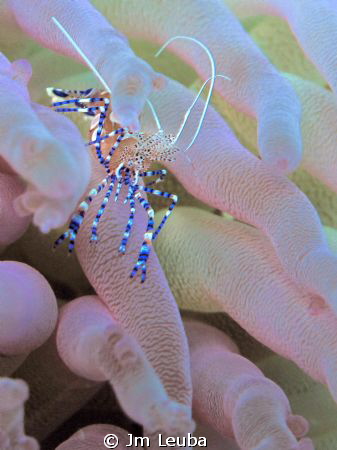 Taken in Bonaire by Jm Leuba 