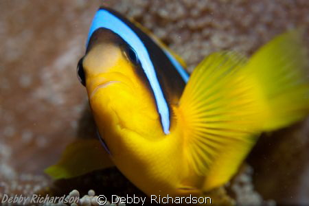 Marsa Shagra December 2011 by Debby Richardson 