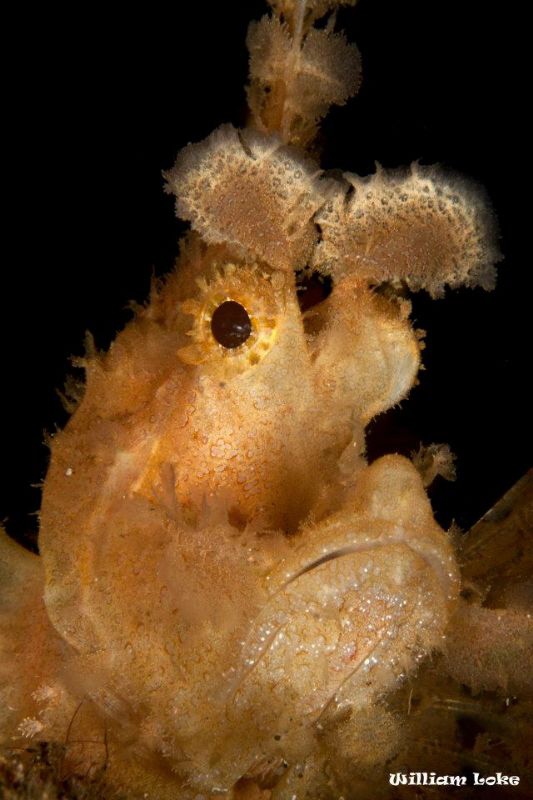 Portrait Shot - Rhinopias frondosa by William Loke 