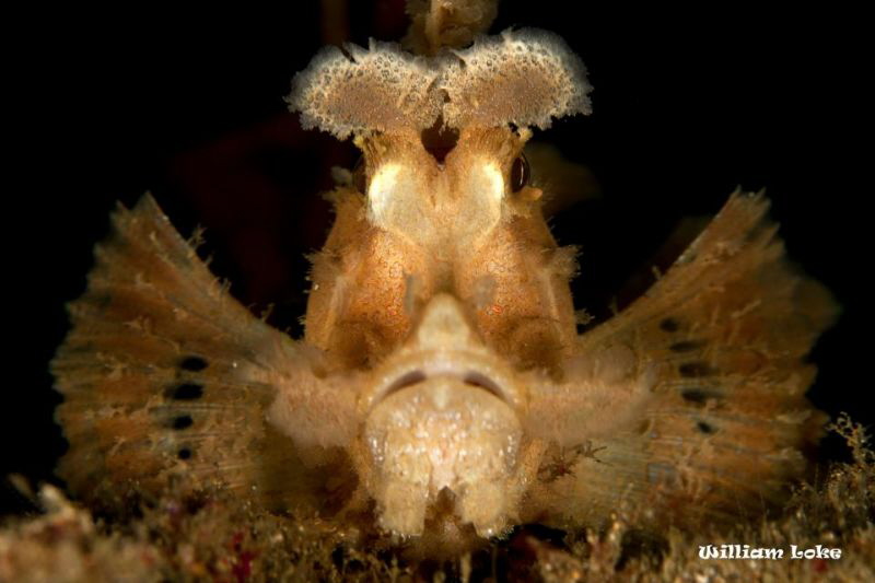 Weedy ScorpionFish by William Loke 