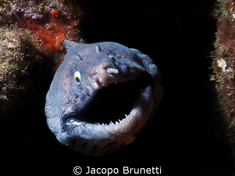Phantom by Jacopo Brunetti 