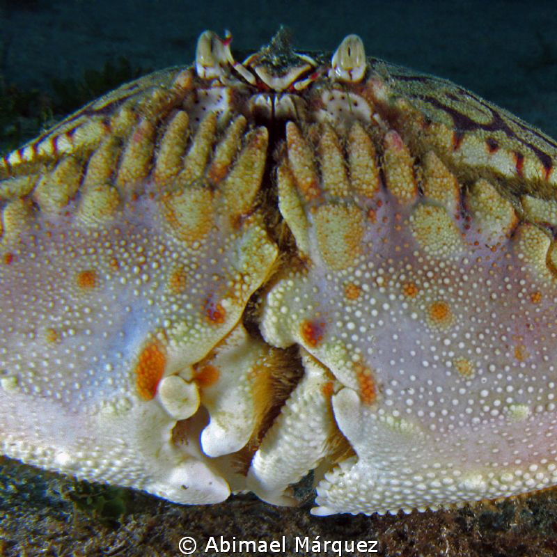Face to face with a Flame Box Crab. by Abimael Márquez 