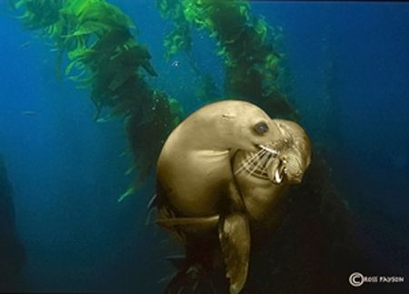 Sea Lions frolic at the Channel Islands National Marine S... by Ross Payson 