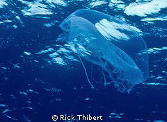 Jelly by Rick Thibert 