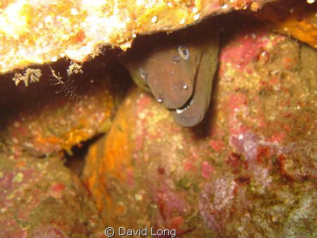Taken off the shores of Catalina Island, CA in the Pacifi... by David Long 