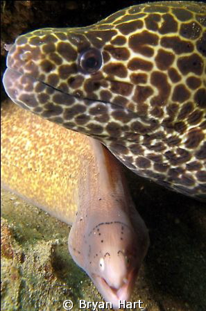 Taken on Vetchies Pier - Durban's "Muck Diving" mecca....... by Bryan Hart 
