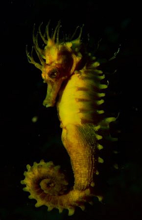 seahorse in croatia by Andreas Kutsch 