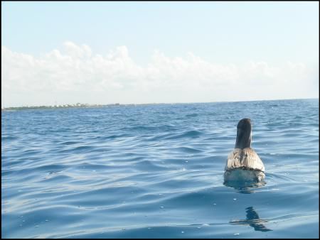 Pelican vister after a reef dive in akumal mexico by Jared Fuller 