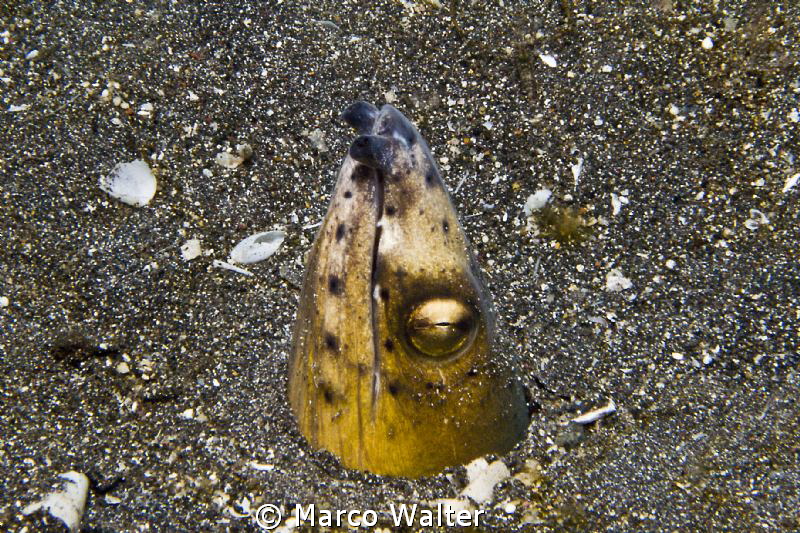 Black-finned snake eel in Lembeh Strait by Marco Walter 