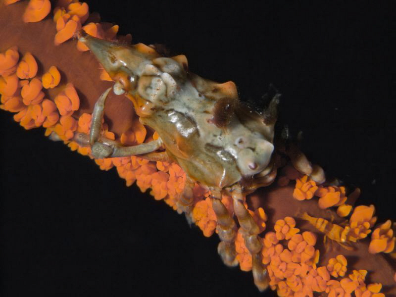 Xenocarcinus tuberculatus and Dasicaris zanzibarica by Alex Varani 
