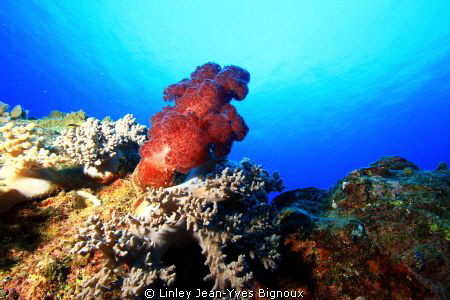 A constant site in the tropical waters of Mauritius EOS 7... by Linley Jean-Yves Bignoux 