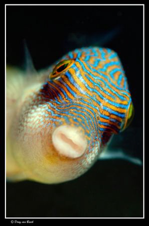 curious... by Dray Van Beeck 