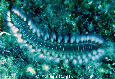 Fireworm ...dangerous, but very nice by Meltem Coutts 