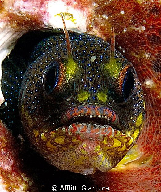 face of a carnival by Afflitti Gianluca 