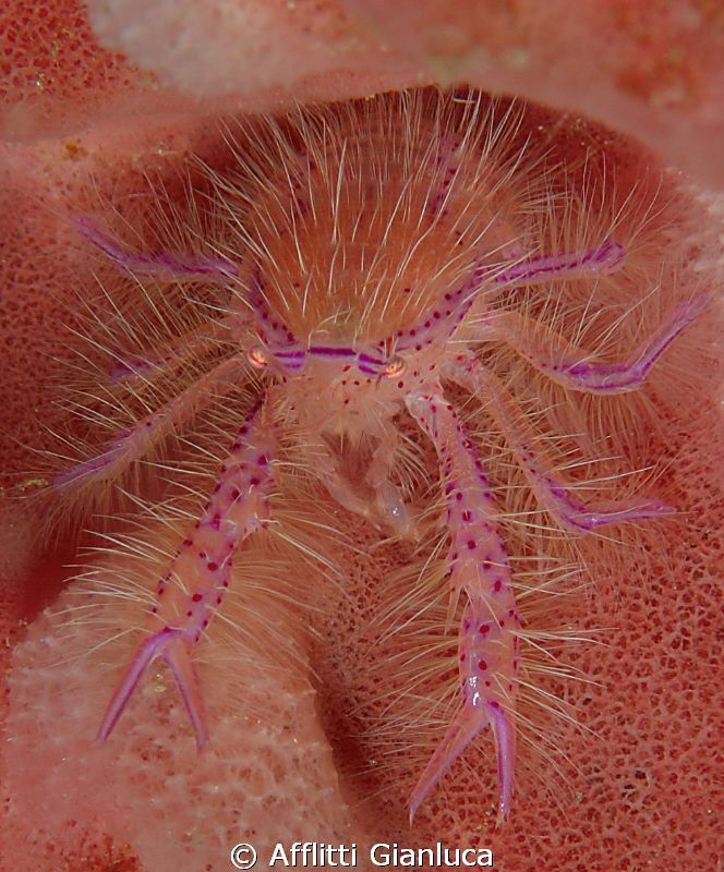 Galatea of the sponge by Afflitti Gianluca 