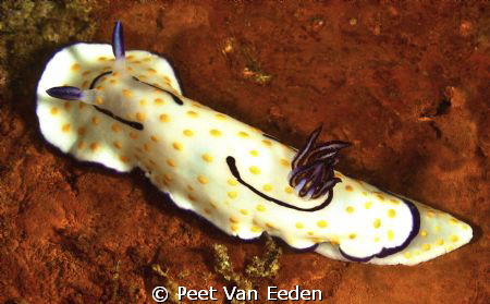 Polka-dot chromadorid. It lives in a Landrover wreck, Pom... by Peet Van Eeden 