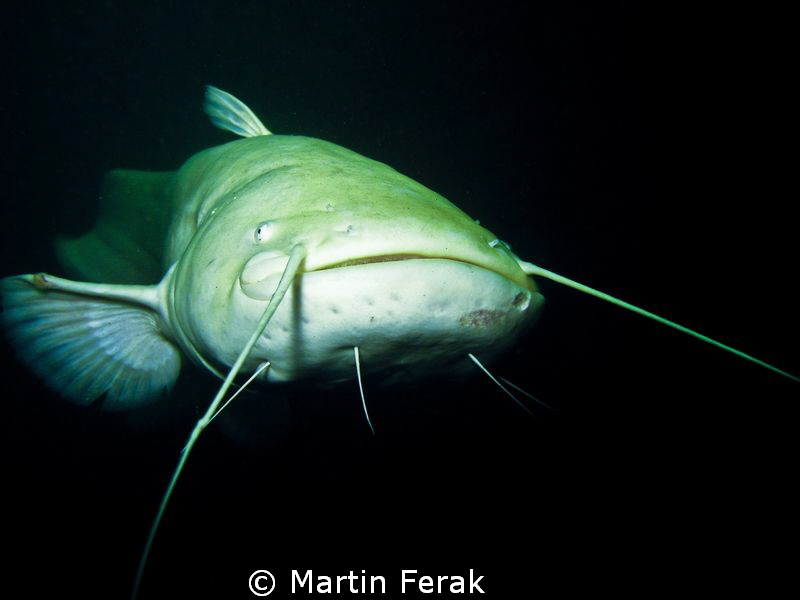 Face to face with albinotic wels by Martin Ferak 
