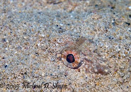 No that's blending in to your enviroment- taken in Bahama... by Michael Shope 