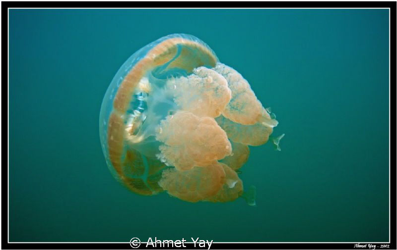 Second jellyfish from Palau by Ahmet Yay 