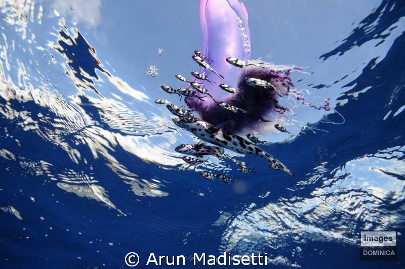 Portuguese Man of war and Man of War fish by Arun Madisetti 