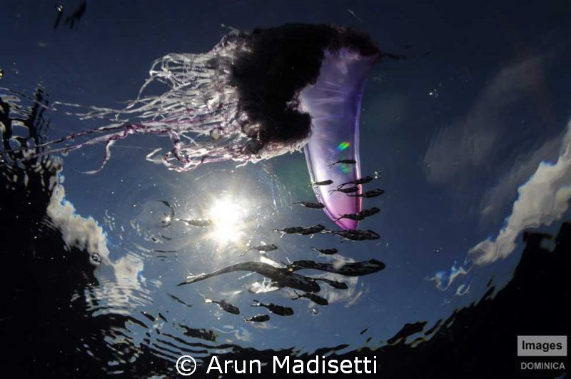 Portuguese Man of ward and associated fish. Today, the wh... by Arun Madisetti 