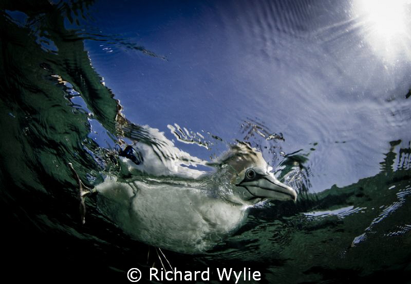 Australasian Gannet. "What are you doing down there"? Tak... by Richard Wylie 