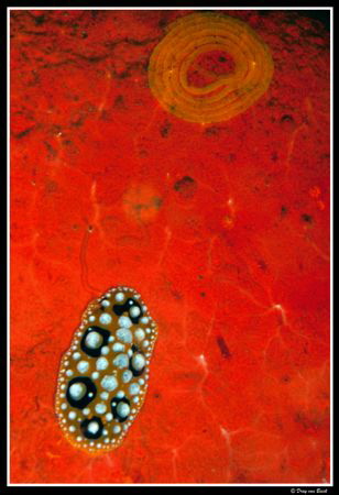 Abstract in orange... by Dray Van Beeck 