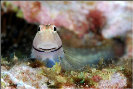 Smiling Blenny.Nikon D80,f11,1/100,YS-120*2. by Allen Lee 