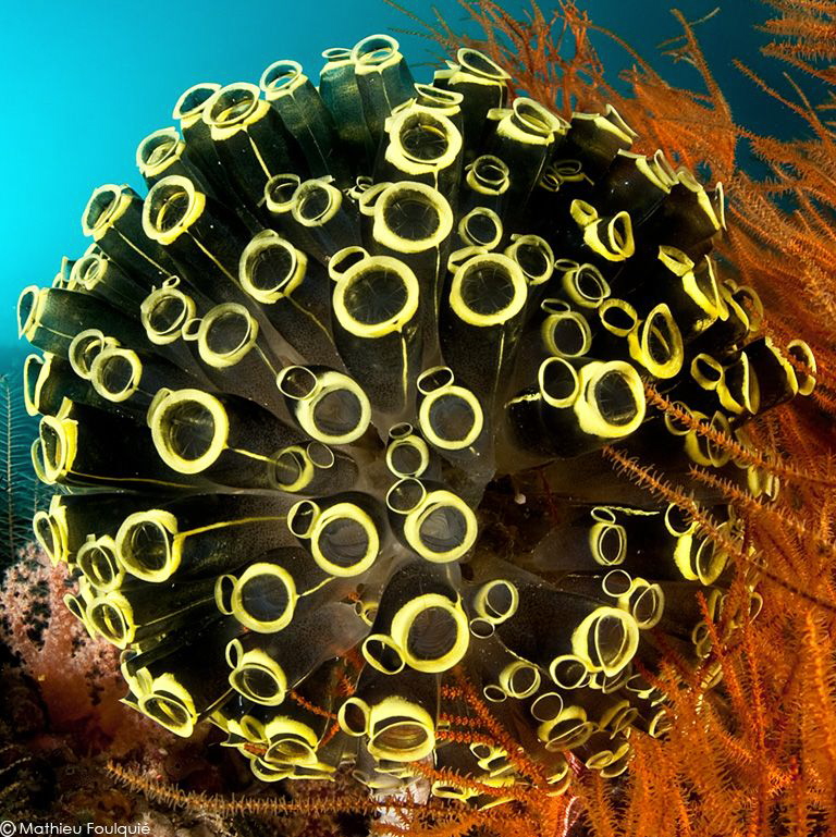 trying to square the circle with this ascidians choir by Mathieu Foulquié 