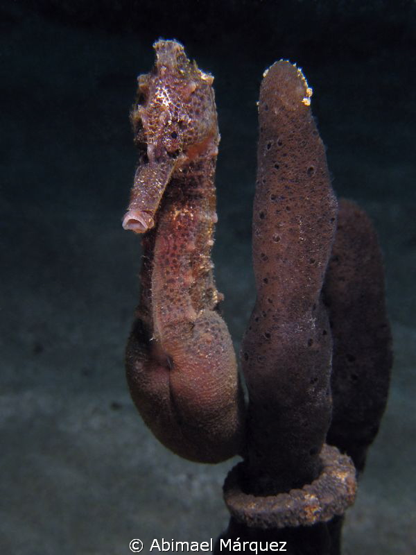 Seahorse by Abimael Márquez 