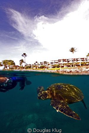 BFF. This green turtle greets a diver with Napili Point i... by Douglas Klug 
