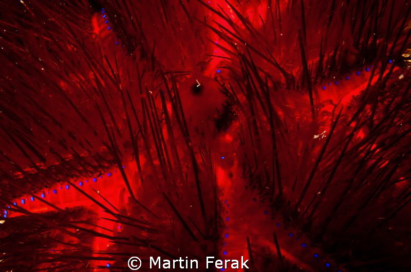 Hellfire by Martin Ferak 
