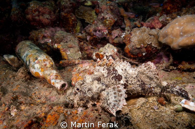Drunk scorpionfish :) by Martin Ferak 
