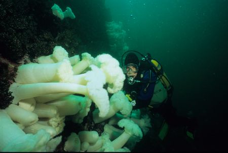 Wall dive Stubbs Island B.C.NikII 15mm Manual by Keith Partlo 