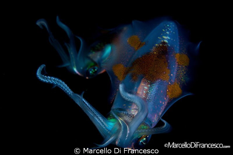 SUTURDAY NIGHT FEVER

Indonesia, Ambon
Canon 500D + NI... by Marcello Di Francesco 