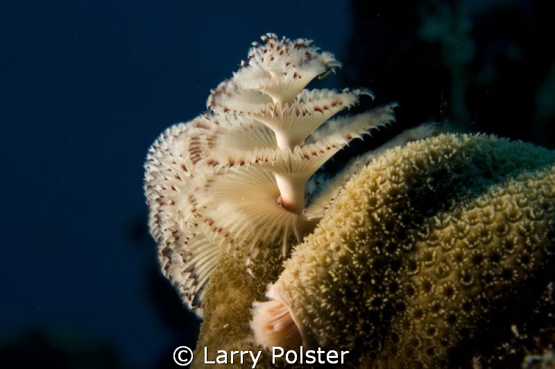 Common Christmas Tree Worn shot with a home made "snoot" ... by Larry Polster 